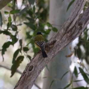 Pachycephala pectoralis at Tennent, ACT - 13 Jun 2023