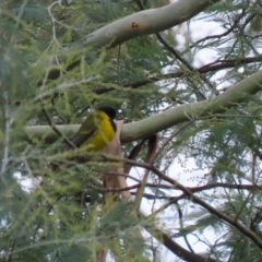 Pachycephala pectoralis at Tennent, ACT - 13 Jun 2023