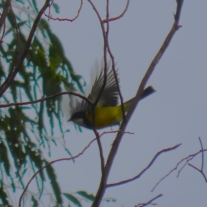 Pachycephala pectoralis at Tennent, ACT - 13 Jun 2023