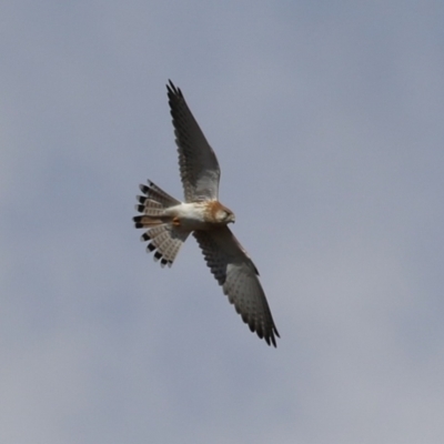 Falco cenchroides (Nankeen Kestrel) at Gigerline Nature Reserve - 13 Jun 2023 by RodDeb