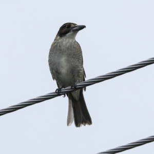 Cracticus torquatus at Higgins, ACT - 6 Apr 2023 04:33 PM