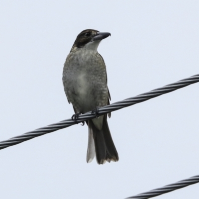 Cracticus torquatus (Grey Butcherbird) at Higgins, ACT - 6 Apr 2023 by AlisonMilton