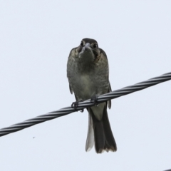 Cracticus torquatus at Higgins, ACT - 6 Apr 2023 04:33 PM