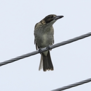 Cracticus torquatus at Higgins, ACT - 6 Apr 2023