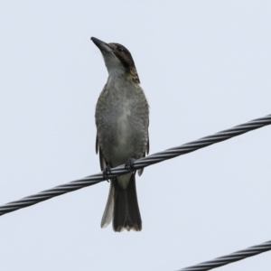 Cracticus torquatus at Higgins, ACT - 6 Apr 2023 04:33 PM