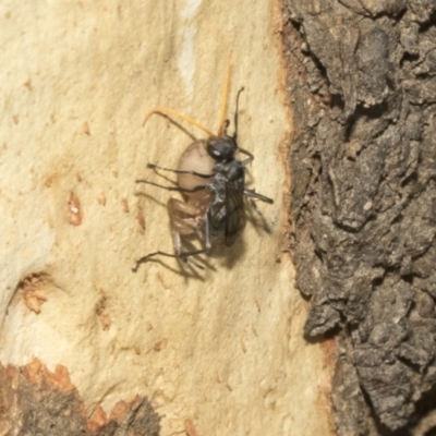 Fabriogenia sp. (genus) (Spider wasp) at Kambah, ACT - 3 Mar 2023 by AlisonMilton