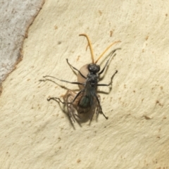 Fabriogenia sp. (genus) at Kambah, ACT - 3 Mar 2023