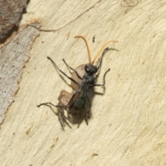 Fabriogenia sp. (genus) at Kambah, ACT - 3 Mar 2023