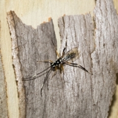 Stenarella victoriae (An ichneumon parasitic wasp) at Kambah, ACT - 3 Mar 2023 by AlisonMilton