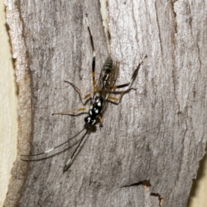 Stenarella victoriae at Kambah, ACT - 3 Mar 2023