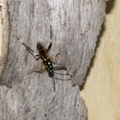 Stenarella victoriae at Kambah, ACT - 3 Mar 2023