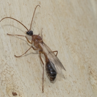 Myrmecia sp. (genus) (Bull ant or Jack Jumper) at Kambah, ACT - 3 Mar 2023 by AlisonMilton
