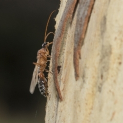 Myrmecia sp. (genus) at Kambah, ACT - 3 Mar 2023