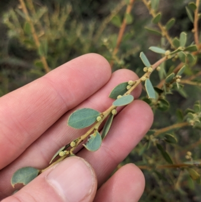 Acacia brachybotrya (Grey Mulga, Grey Wattle) at Watson, ACT - 12 Jun 2023 by WalterEgo