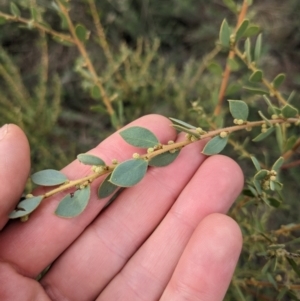 Acacia brachybotrya at Watson, ACT - 12 Jun 2023 12:10 PM