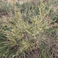 Acacia brachybotrya at Watson, ACT - 12 Jun 2023 12:10 PM