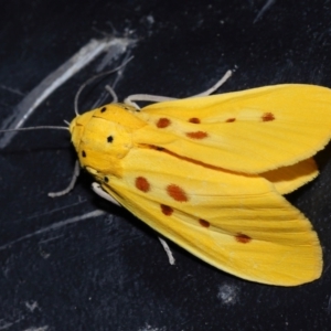 Agape chloropyga at Capalaba, QLD - 13 Jun 2023