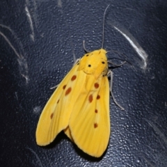 Agape chloropyga at Capalaba, QLD - 13 Jun 2023