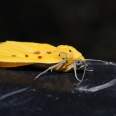 Agape chloropyga at Capalaba, QLD - 13 Jun 2023