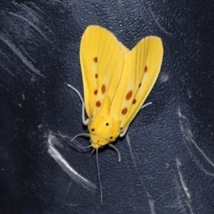 Agape chloropyga at Capalaba, QLD - 13 Jun 2023 10:20 AM