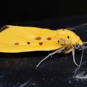 Agape chloropyga at Capalaba, QLD - 13 Jun 2023