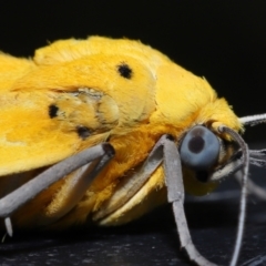 Agape chloropyga (Yellow Tiger Moth) at Capalaba, QLD - 13 Jun 2023 by TimL
