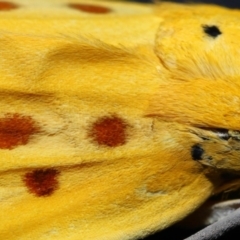 Agape chloropyga at Capalaba, QLD - 13 Jun 2023 10:22 AM