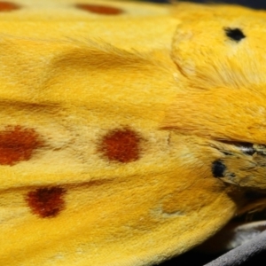 Agape chloropyga at Capalaba, QLD - 13 Jun 2023 10:22 AM