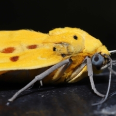 Agape chloropyga at Capalaba, QLD - 13 Jun 2023