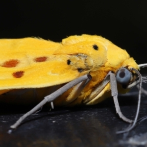 Agape chloropyga at Capalaba, QLD - 13 Jun 2023 10:22 AM