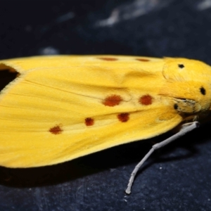 Agape chloropyga at Capalaba, QLD - 13 Jun 2023