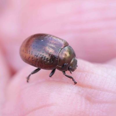 Chrysolina quadrigemina (Greater St Johns Wort beetle) at Dryandra St Woodland - 30 Mar 2023 by ConBoekel