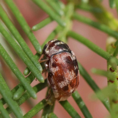 Elaphodes cervinus (Leaf beetle) at Dryandra St Woodland - 30 Mar 2023 by ConBoekel