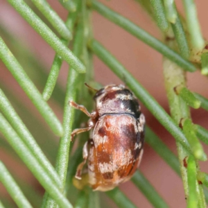 Elaphodes cervinus at O'Connor, ACT - 30 Mar 2023 12:58 PM