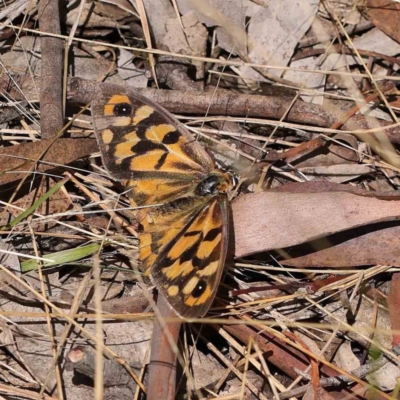 Heteronympha penelope (Shouldered Brown) at Dryandra St Woodland - 30 Mar 2023 by ConBoekel