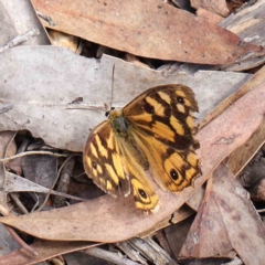 Heteronympha paradelpha (Spotted Brown) at O'Connor, ACT - 30 Mar 2023 by ConBoekel