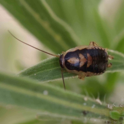 Blattodea (order) (Unidentified cockroach) at Dryandra St Woodland - 30 Mar 2023 by ConBoekel