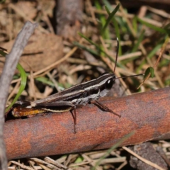 Macrotona australis (Common Macrotona Grasshopper) at O'Connor, ACT - 30 Mar 2023 by ConBoekel