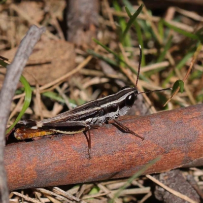 Macrotona australis (Common Macrotona Grasshopper) at Dryandra St Woodland - 30 Mar 2023 by ConBoekel