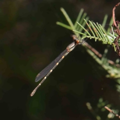 Austrolestes leda (Wandering Ringtail) at O'Connor, ACT - 30 Mar 2023 by ConBoekel