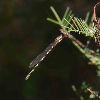 Austrolestes leda (Wandering Ringtail) at Dryandra St Woodland - 30 Mar 2023 by ConBoekel