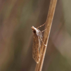 Eudonia cleodoralis (A Crambid moth) at Dryandra St Woodland - 30 Mar 2023 by ConBoekel