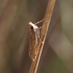 Eudonia cleodoralis at O'Connor, ACT - 30 Mar 2023