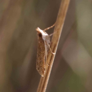 Eudonia cleodoralis at O'Connor, ACT - 30 Mar 2023