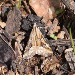 Hellula hydralis (Cabbage Centre Moth) at Dryandra St Woodland - 30 Mar 2023 by ConBoekel
