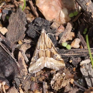 Hellula hydralis at O'Connor, ACT - 30 Mar 2023