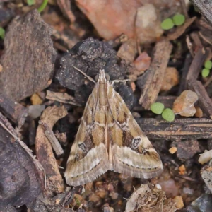 Hellula hydralis at O'Connor, ACT - 30 Mar 2023