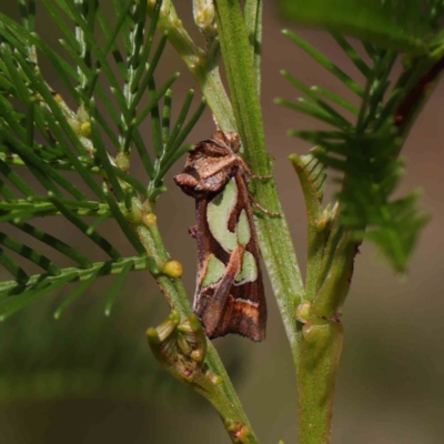 Cosmodes elegans (Green Blotched Moth) at O'Connor, ACT - 30 Mar 2023 by ConBoekel