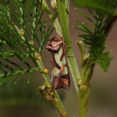 Cosmodes elegans (Green Blotched Moth) at Dryandra St Woodland - 30 Mar 2023 by ConBoekel