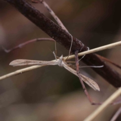 Stenoptilia zophodactylus at O'Connor, ACT - 30 Mar 2023